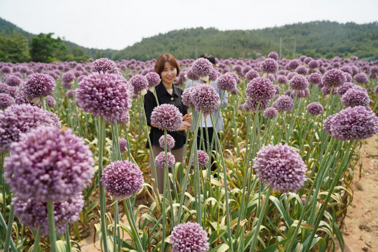 코끼리 마늘꽃 만개한 금강먀을