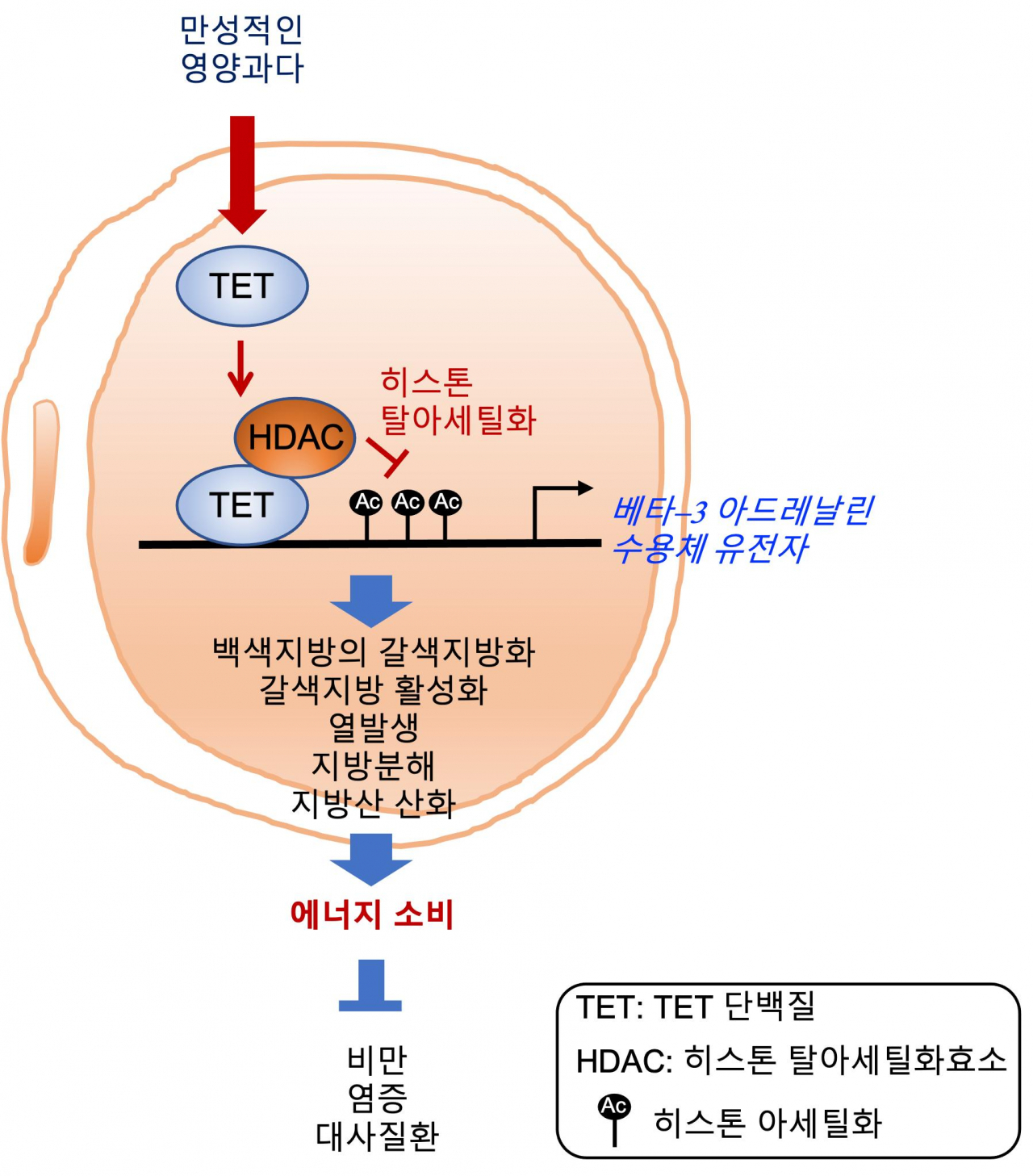 TET 단백질에 의한 베타3 아드레날린 수용체 발현 조절 원리와 대사질환 치료 전략 모식도.[UNIST 제공]