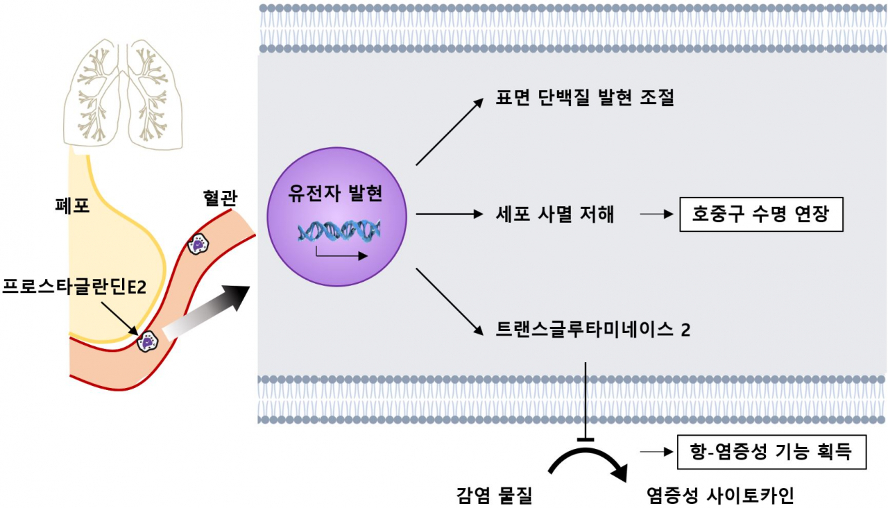 폐에서 생성되는 프로스타글란딘 E2가 폐의 혈관에 붙어 머무르는 호중구의 유전자 발현을 조절했다. 이러한 폐 호중구의 기능적 차이로 감염물질에 인한 급성호흡곤란증후군에서 폐가 과도하게 손상되는 걸 막는다.[성균관대학교 제공]