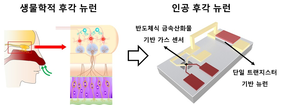 인간의 후각 뉴런을 모방한 뉴로모픽 반도체 모듈의 개념도.[KAIST 제공]