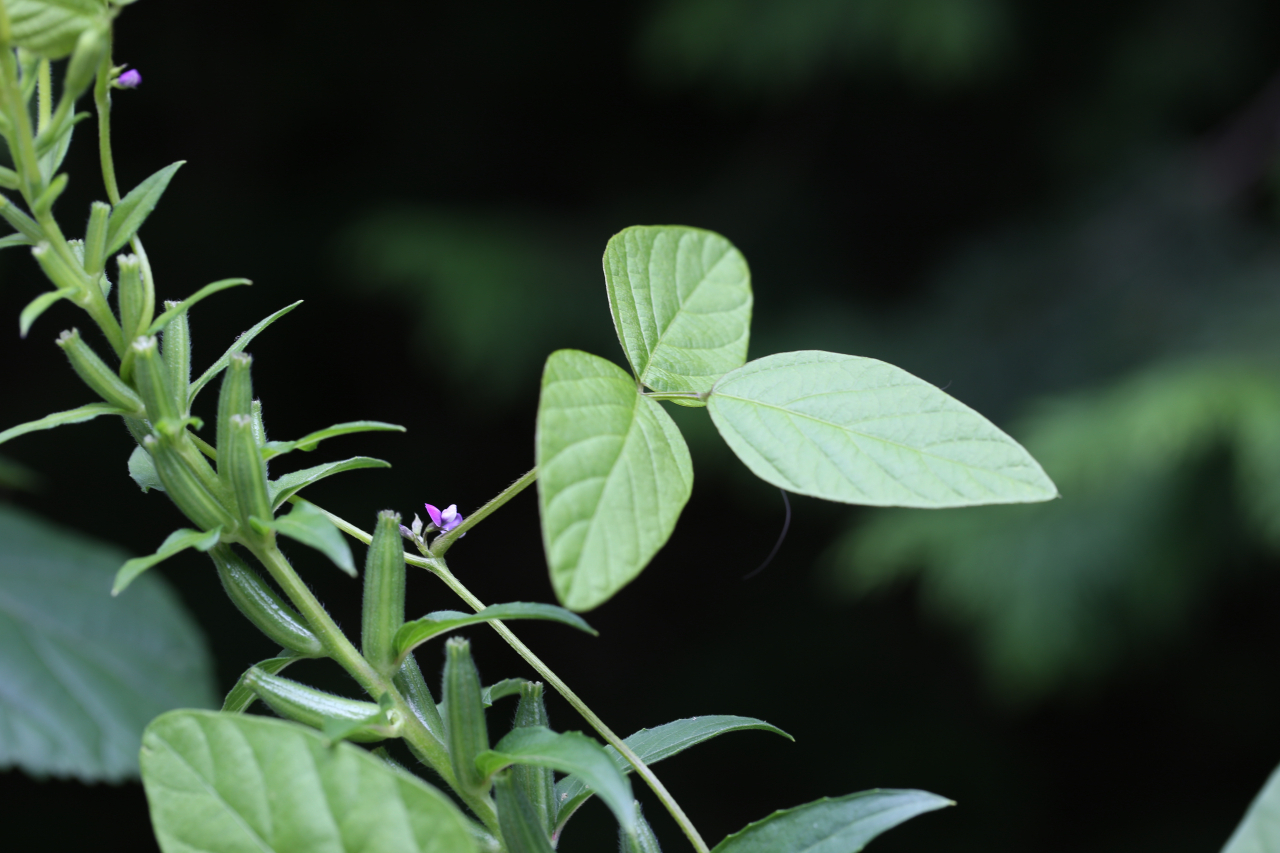 국립백두대간수목원은 5일 콩의 야생근연종인 돌콩(Glycine soja)의 기능성을 향상시킬 수 있는 생물전환 방법을 특허 등록했다(사진은 돌콩).