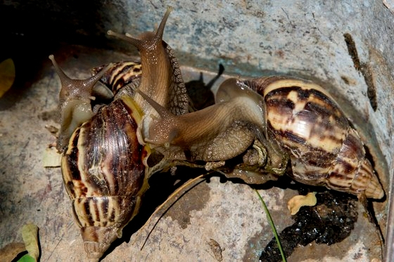 아프리카대왕달팽이.[AP=연합]