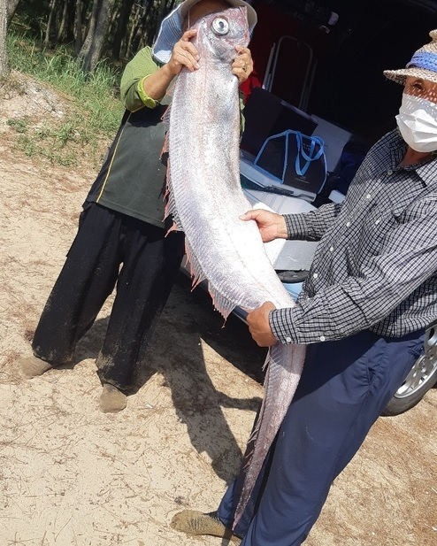 포항에서 발견된 산갈치. [연합]
