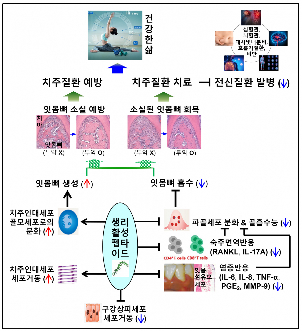 생리활성 펩타이드에 의한 잇몸뼈 소실 억제 및 소실된 잇몸뼈 회복에 대한 작용기전 모식도.[서울대학교 제공]