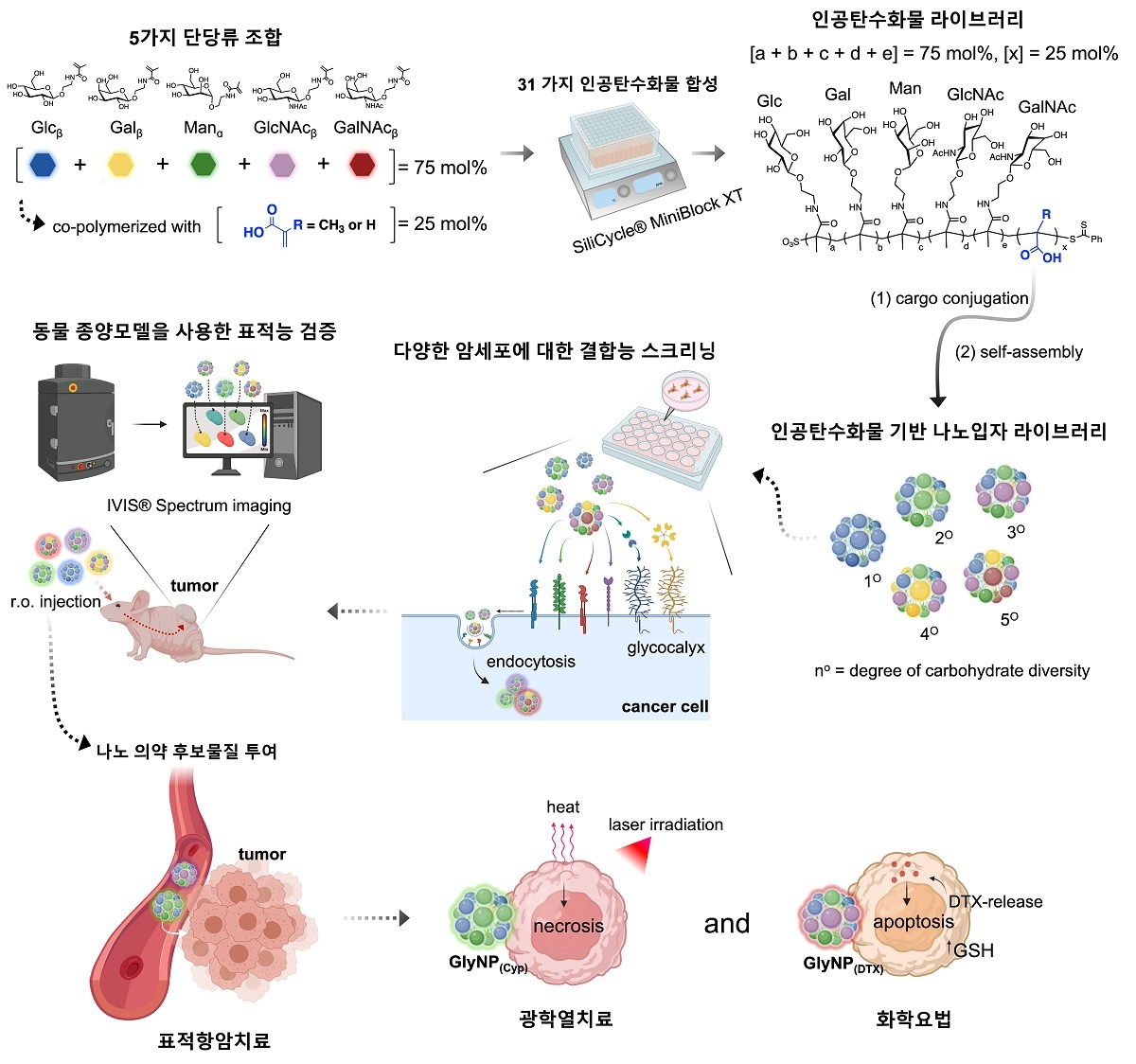 항암치료용 인공탄수화물 기반 나노 의약 플랫폼 개발 모식도.[KAIST 제공]