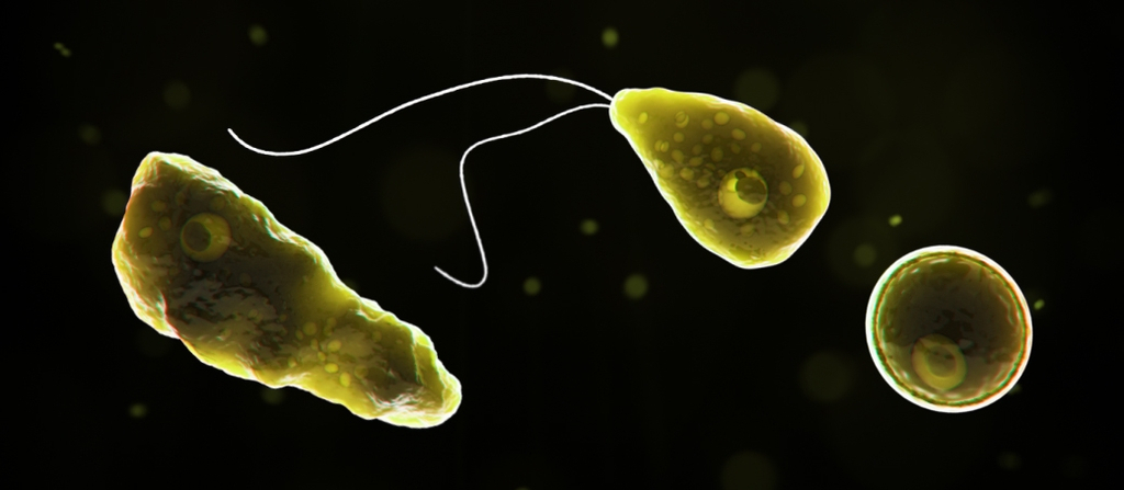 코를 통해 감염돼 뇌를 파먹는 아메바 '네글레리아 파울러리'(Naegleria fowleri) [CDC 홈페이지]