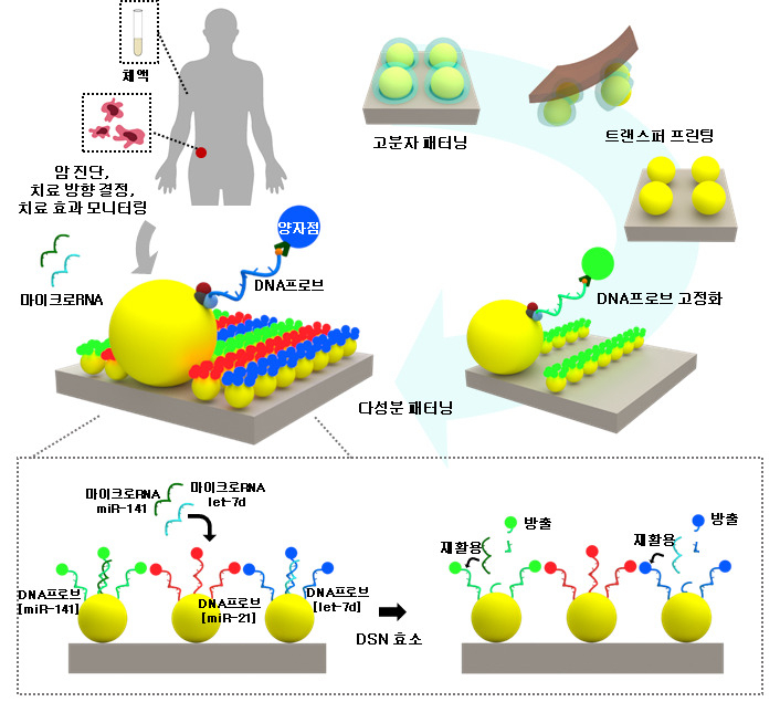 마이크로RNA 다중 검출을 위한 다색 양자점 어레이(PQDA) 모식도. [KAIST 제공]