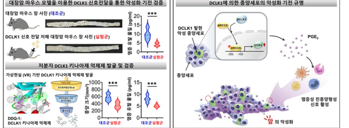 DCLK1에 의한 암의 악성화 기전 규명.[GIST 제공]