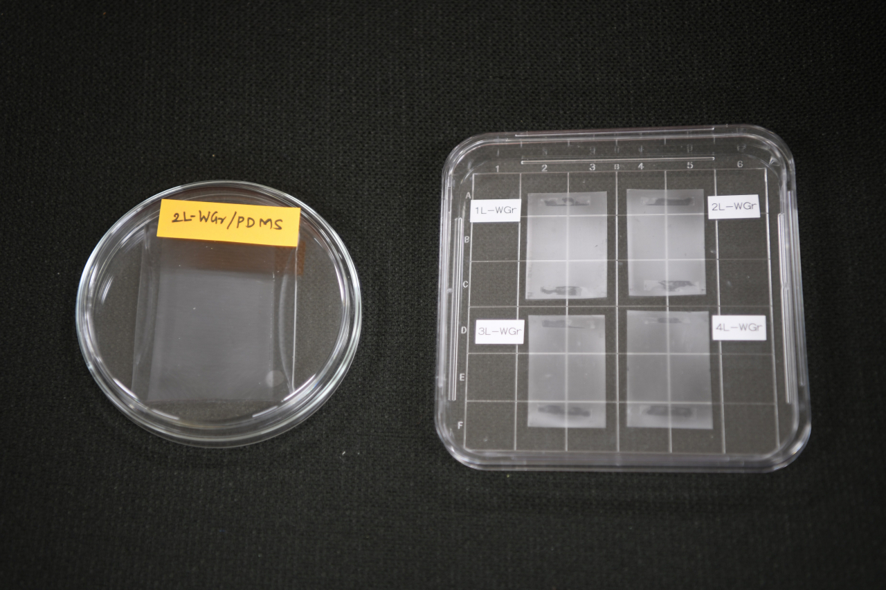 실리콘 고분자(PDMS) 기판과 페트(PET) 기판에 전사한 주름 그래핀.[한국표준과학연구원 제공]