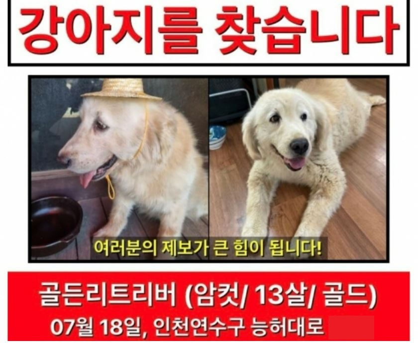 A씨가 벨라를 찾기 위해 배포했던 전단 [온라인 커뮤니티]