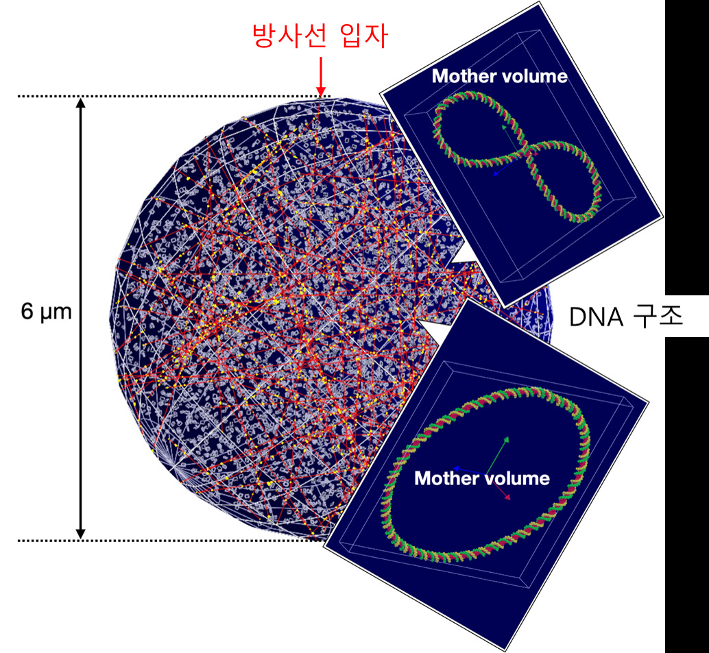 한국원자력연구원은 개발한 시뮬레이션 모델을 이용해 방사선 입자가 DNA 구조에 충돌하는 모습을 구현했다.[한국원자력연구원 제공]