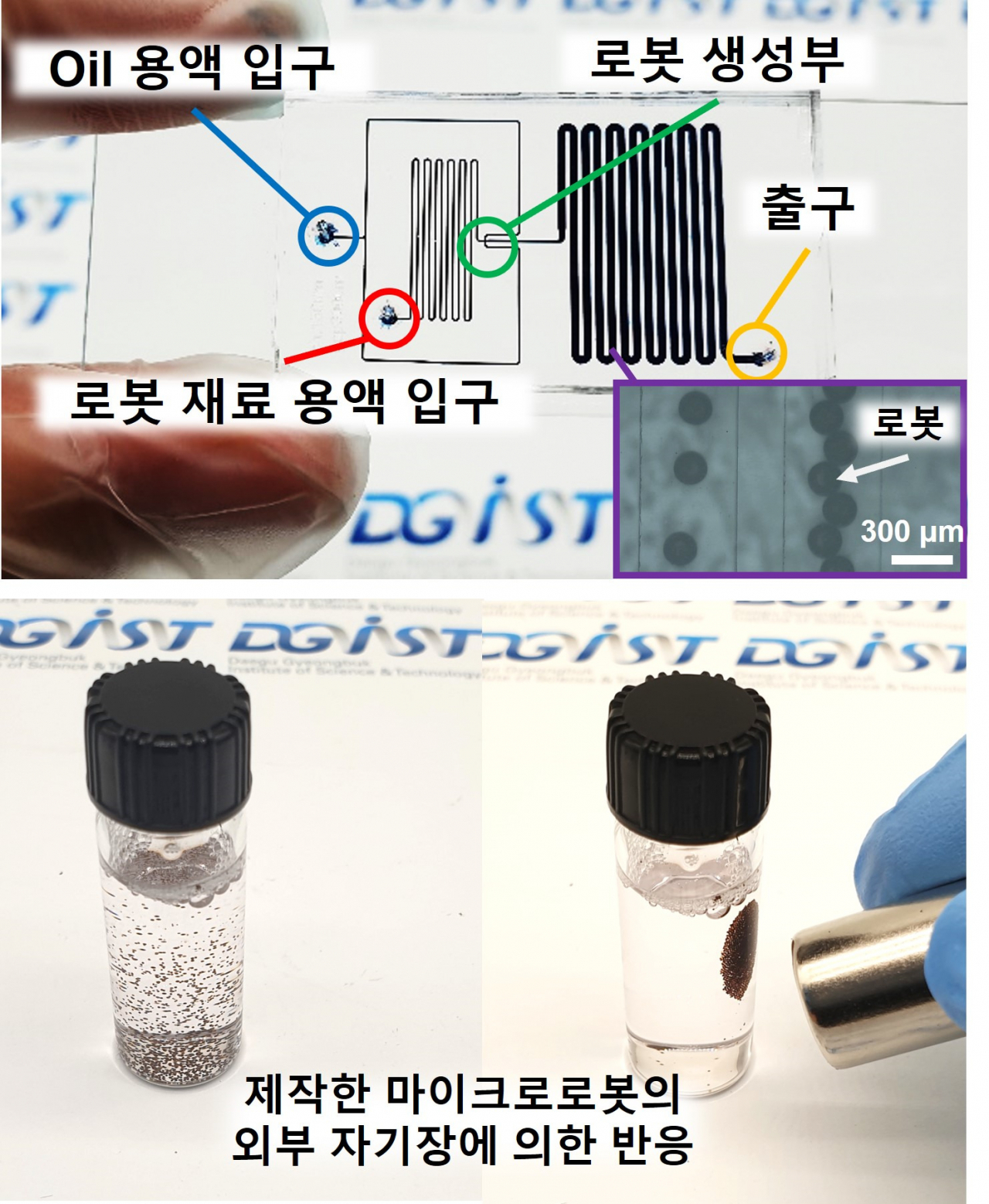 미세 유체 칩을 이용한 마이크로로봇의 대량 제작 방법(위)과 제작한 마이크로로봇의 외부 자기장(자석)에 의한 반응 (아래).[DGIST 제공]