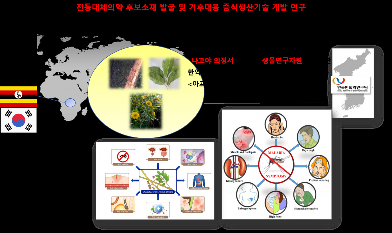 아프리카 자원을 활용한 연구방향 모식도.[한국한의학연구원 제공]