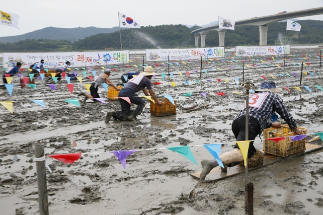 보성군 벌교읍 갯벌뻘배대회 자료사진.