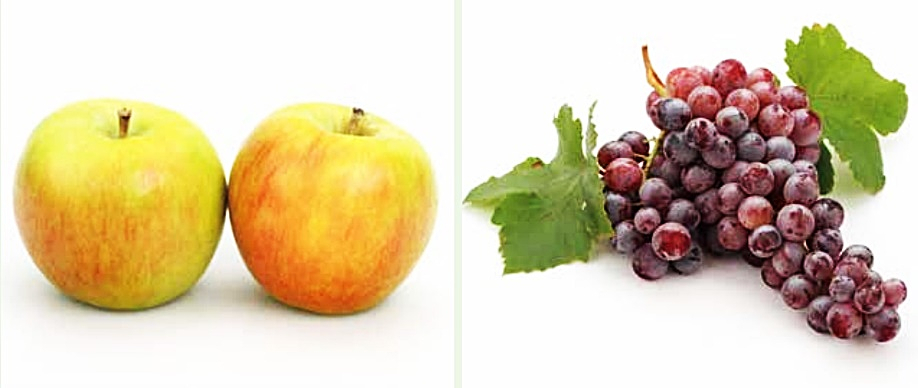 썸머킹(왼쪽), 홍주씨들리스(오른쪽)[농촌진흥청 제공]