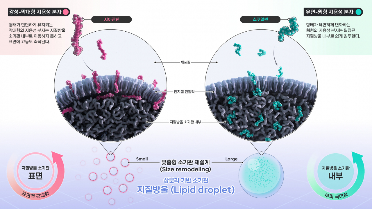 “맞춤형 인공세포 저장능력 30배↑”…‘비스포크 인공세포 소기관’ 개발