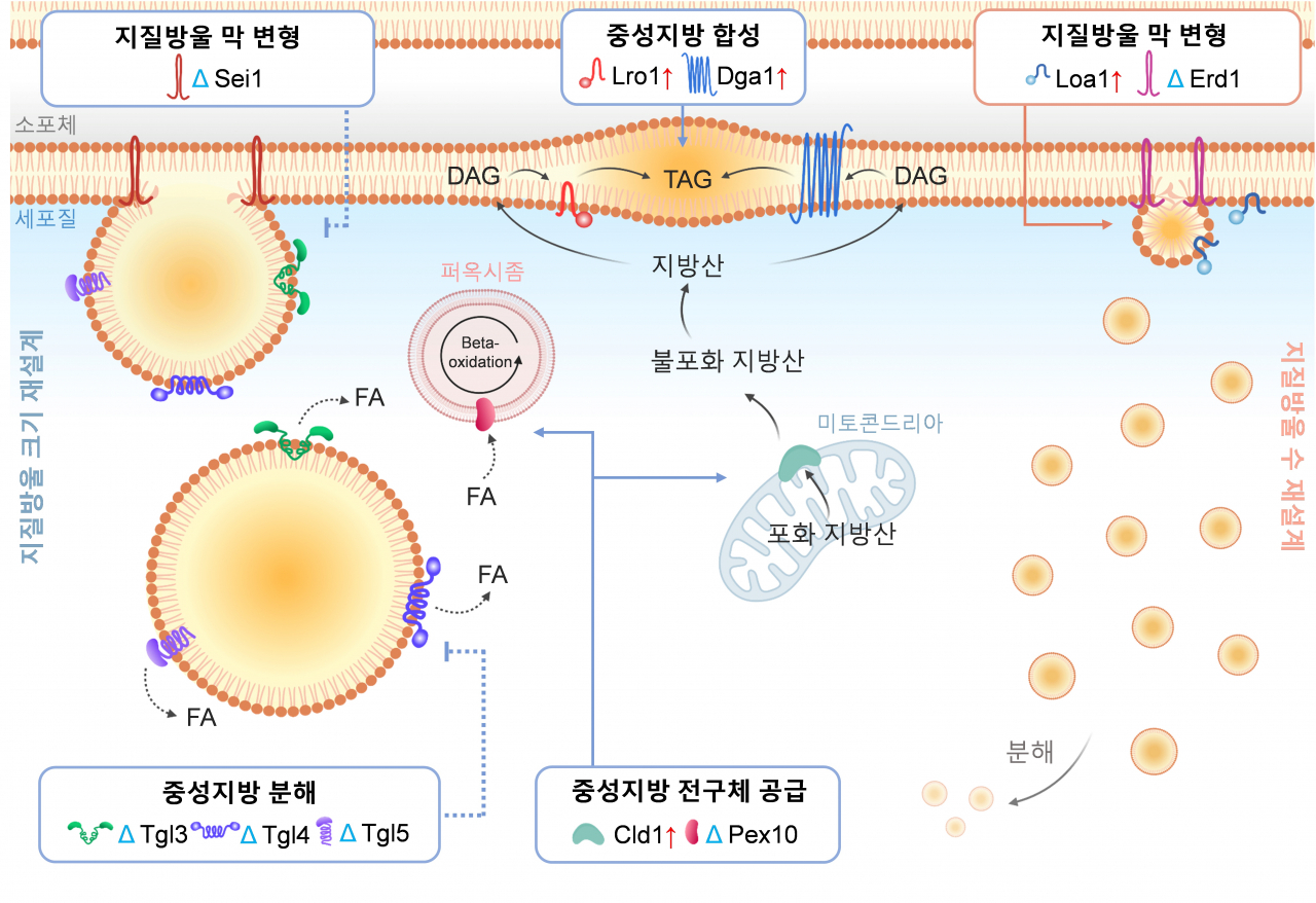 “맞춤형 인공세포 저장능력 30배↑”…‘비스포크 인공세포 소기관’ 개발