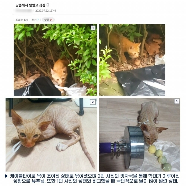 [동물구호 시민단체 ‘팀캣(C.A.A.T)’]