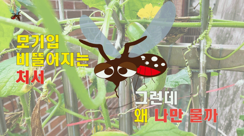 영상제작 이운자