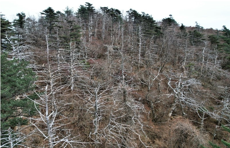 지리산 반야봉 일대 고사된 구상나무들. [녹색연합 제공]