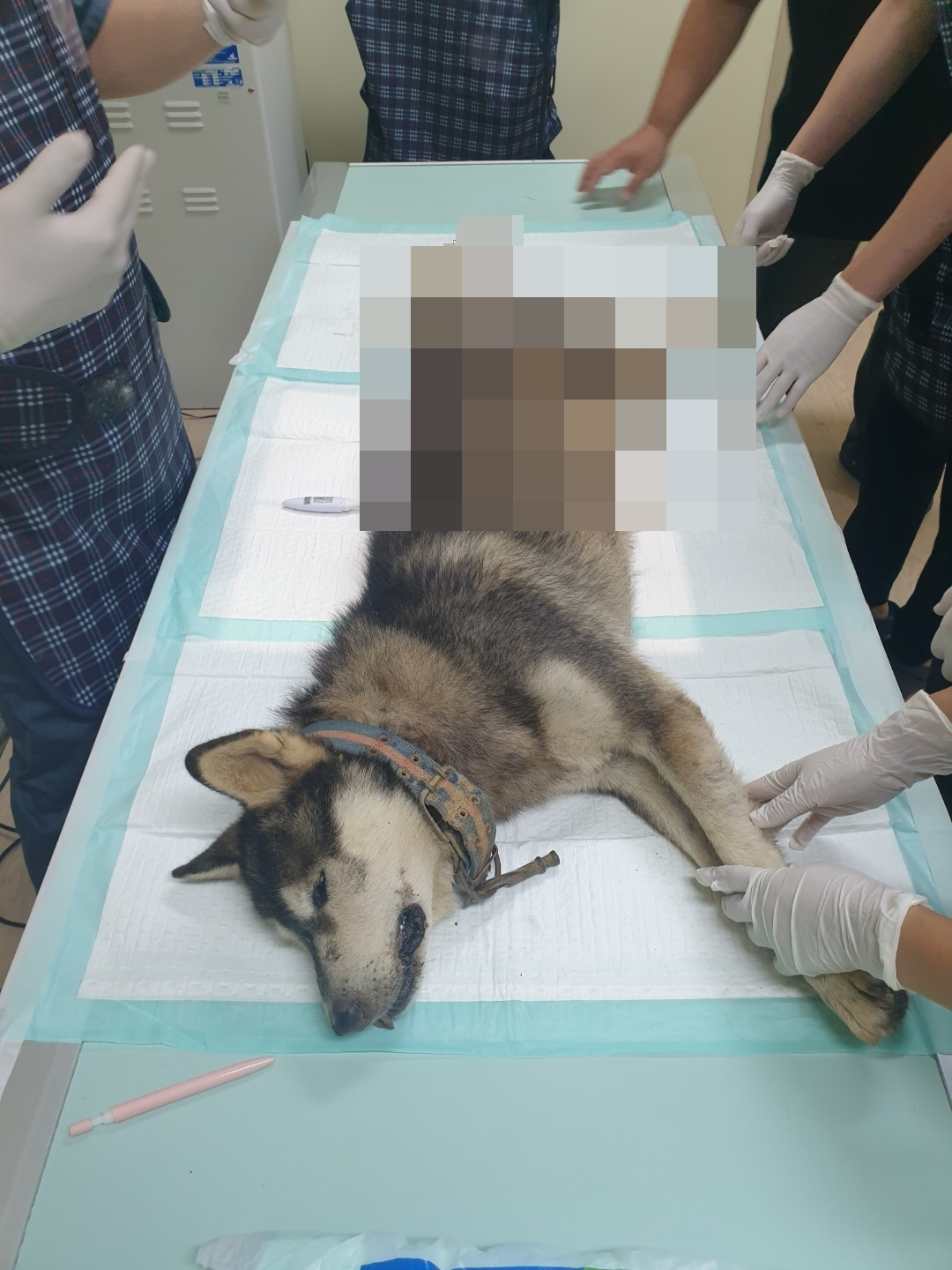 26일 오전 제주시에서 몸통에 화살이 관통된 개가 발견돼 동물병원으로 옮겨져 수술을 받았다. 연합뉴스