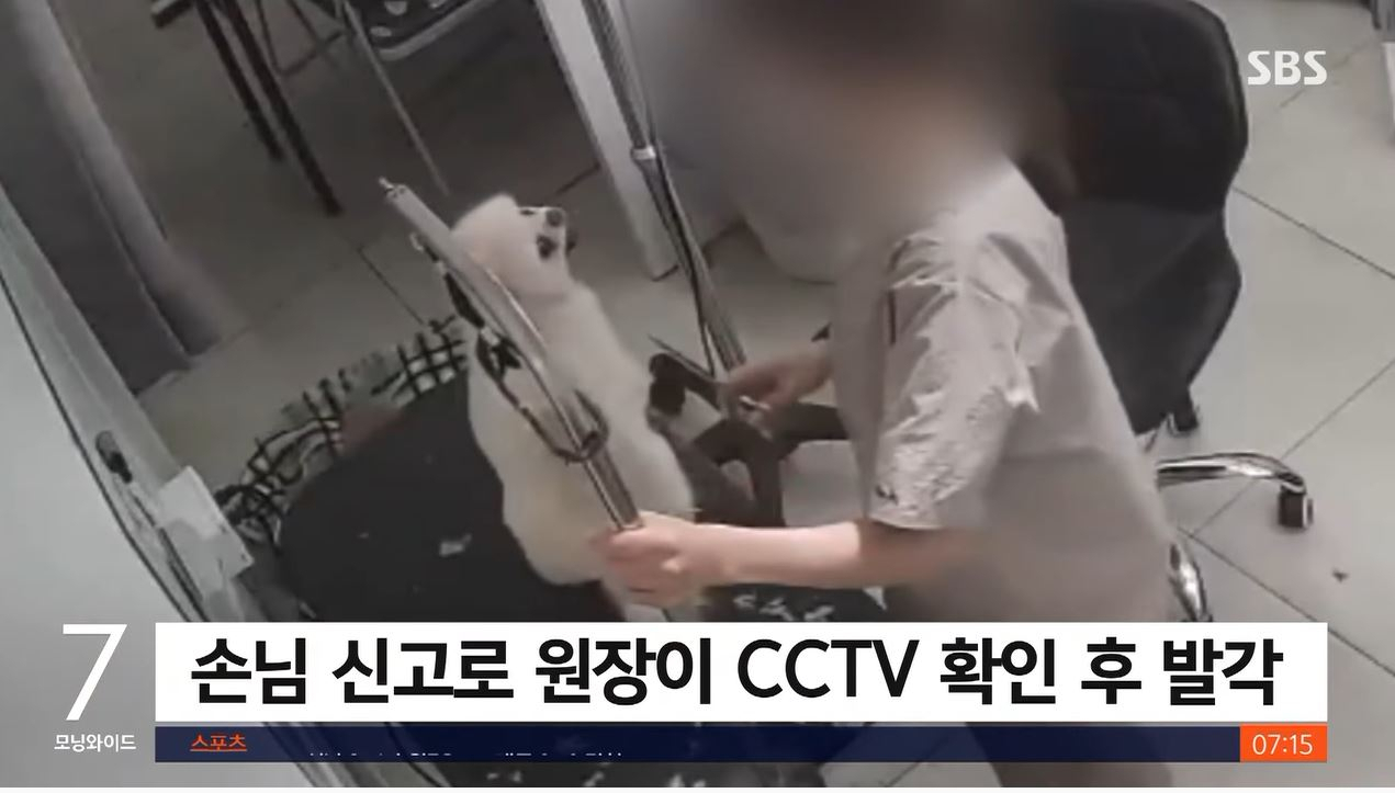 경남 창원의 한 애견 미용실 CCTV에 애견 미용사 A씨가 강아지들을 학대한 모습이 포착됐다. [SBS 보도화면]