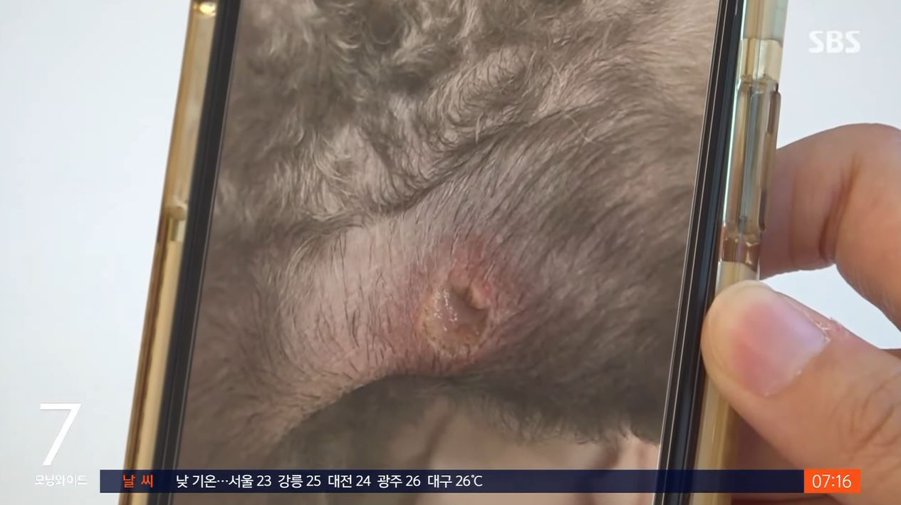A씨의 학대로 피해를 입은 강아지의 피부 [SBS 보도화면]