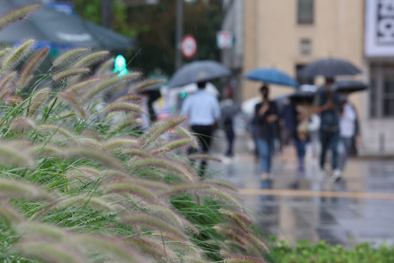 30일 서울 광화문사거리 인근에 핀 수크령 너머 우산을 쓴 시민이 발걸음을 옮기고 있다. [연합]