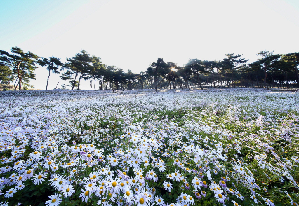 가을에 개최되는 구절초 꽃축제 [정읍시청 제공]