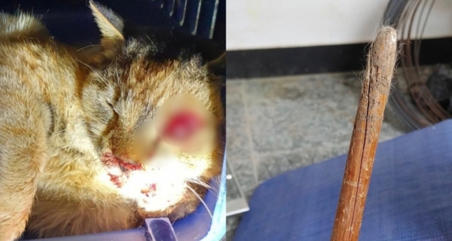 동탄 고양이 학대 사건 피해 고양이와 학대에 사용된 것으로 추정되는 막대기. [제보자 제공]
