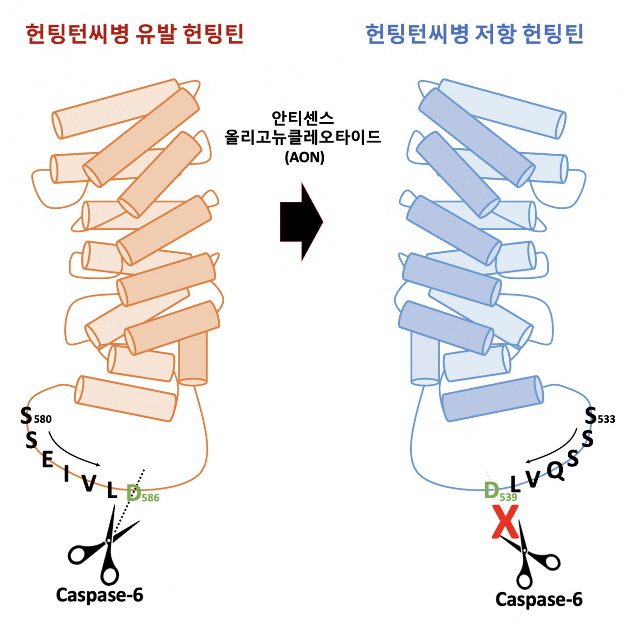 안티센스올리고뉴클레오타이드에 의해 유도된 헌팅턴병 저항 헌팅틴 단백질은 케스페이즈6에 의해 잘리지 않아, 헌팅턴병의 저항성을 갖는 동시에 헌팅틴의 정상기능을 유지하게 된다.[KAIST 제공]