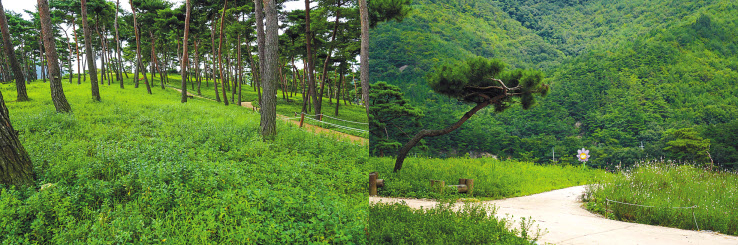 정읍 구절초 테마공원 모습. [GC녹십자웰빙 제공]