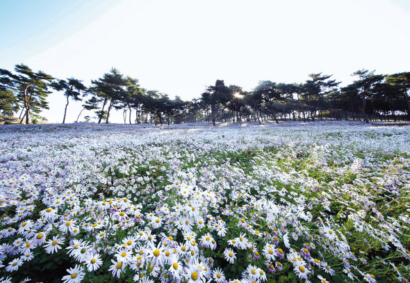가을에 개최되는 구절초 꽃축제.[GC녹십자웰빙 제공]