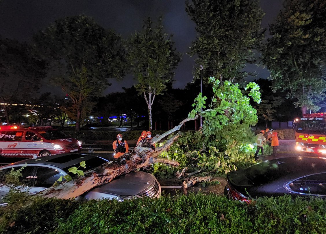 This photo provided by a news reader shows firefighters removing a tree hit by Typhoon Hinnamnor in Suwon, Gyeonggi Province, on Monday.