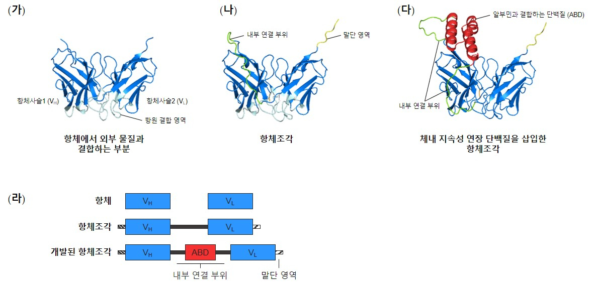 알파폴드2로 예측한 (가) 항체의 일부, (나) 기존 항체조각, (다) 개발된 항체조각의 모델 구조와 (라) 각 단백질의 구조 모식도.[지스트 제공]