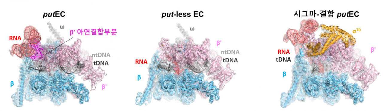 바이러스 유래 RNA와 대장균 RNA 중합효소가 결합한 복합체의 초저온 전자현미경 구조.[KAIST 제공]