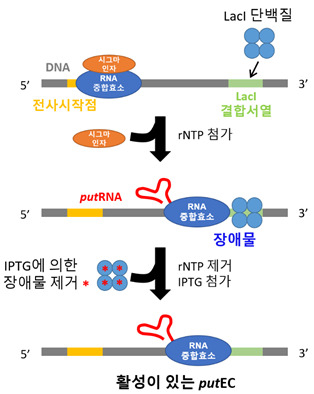 putEC의 제작과정.[KAIST 제공]