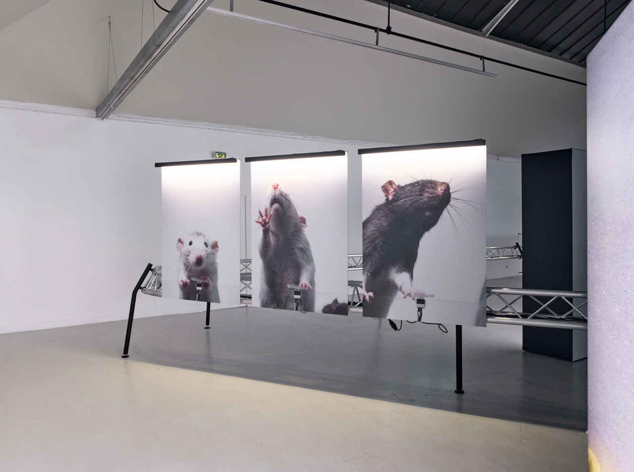Selfie Rats, Augustin Lignier, 2021 [사진=플랫폼엘 제공]