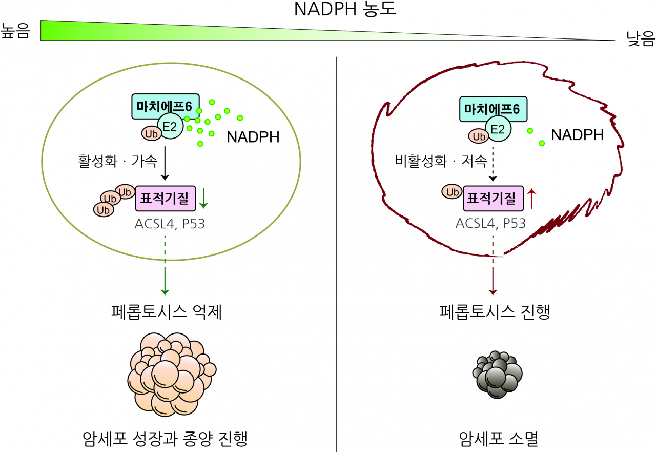 NADPH를 감지하여 페롭토시스 억제함으로써 암세포 성장과 종양 진행을 증진하는 마치에프6 유비퀴틴 리가아제의 작동 모식도.[포스텍 제공]