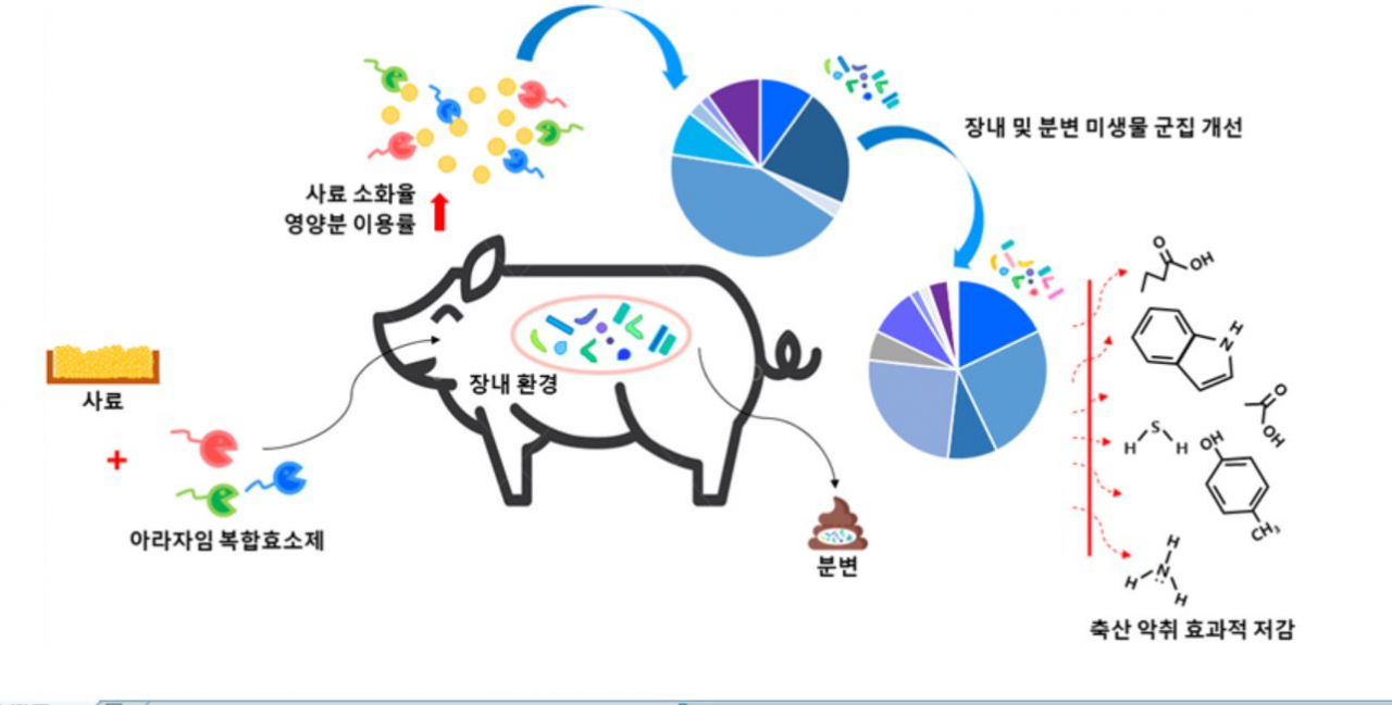 복합효소제의 축산악취 저감 및 생산성 향상 개념도.[한국생명공학연구원 제공]