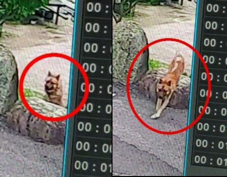 4살과 7살 여아를 물어 중상을 입힌 사고견이 도망치고 있다. [C씨 제공 CCTV 갈무리, 연합]