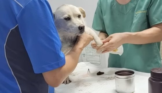 반려견을 오토바이에 묶은 채 끌고 다닌 70대 견주가 불구속 입건됐다. 사진은 동물병원에서 치료 받고 있는 강아지. [유튜브 채널 스나이퍼 안똘]