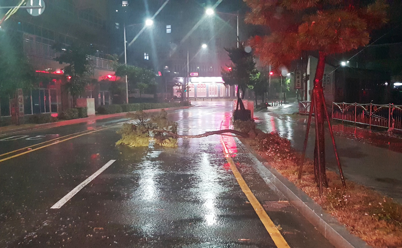 태풍 ‘난마돌’ 영향으로 강풍이 불면서 울산 북구의 한 도로에 가로수가 쓰러져 있다. [연합]