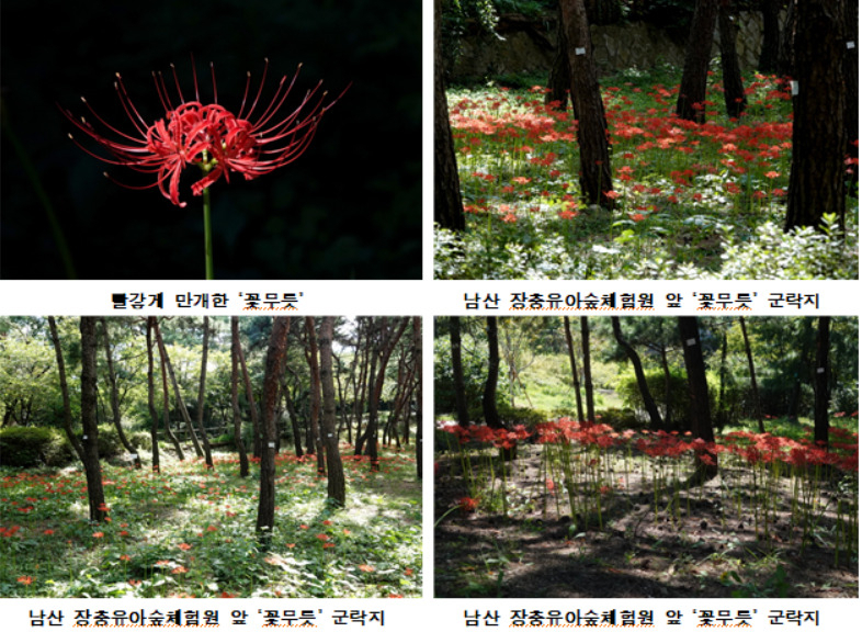 서울시 남산둘레길 북측순환로에 만개한 꽃무릇 군락지의 모습. [서울시 제공]