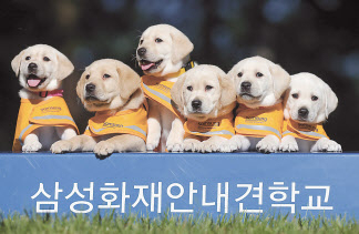퍼피워킹을 앞둔 안내견 모습.