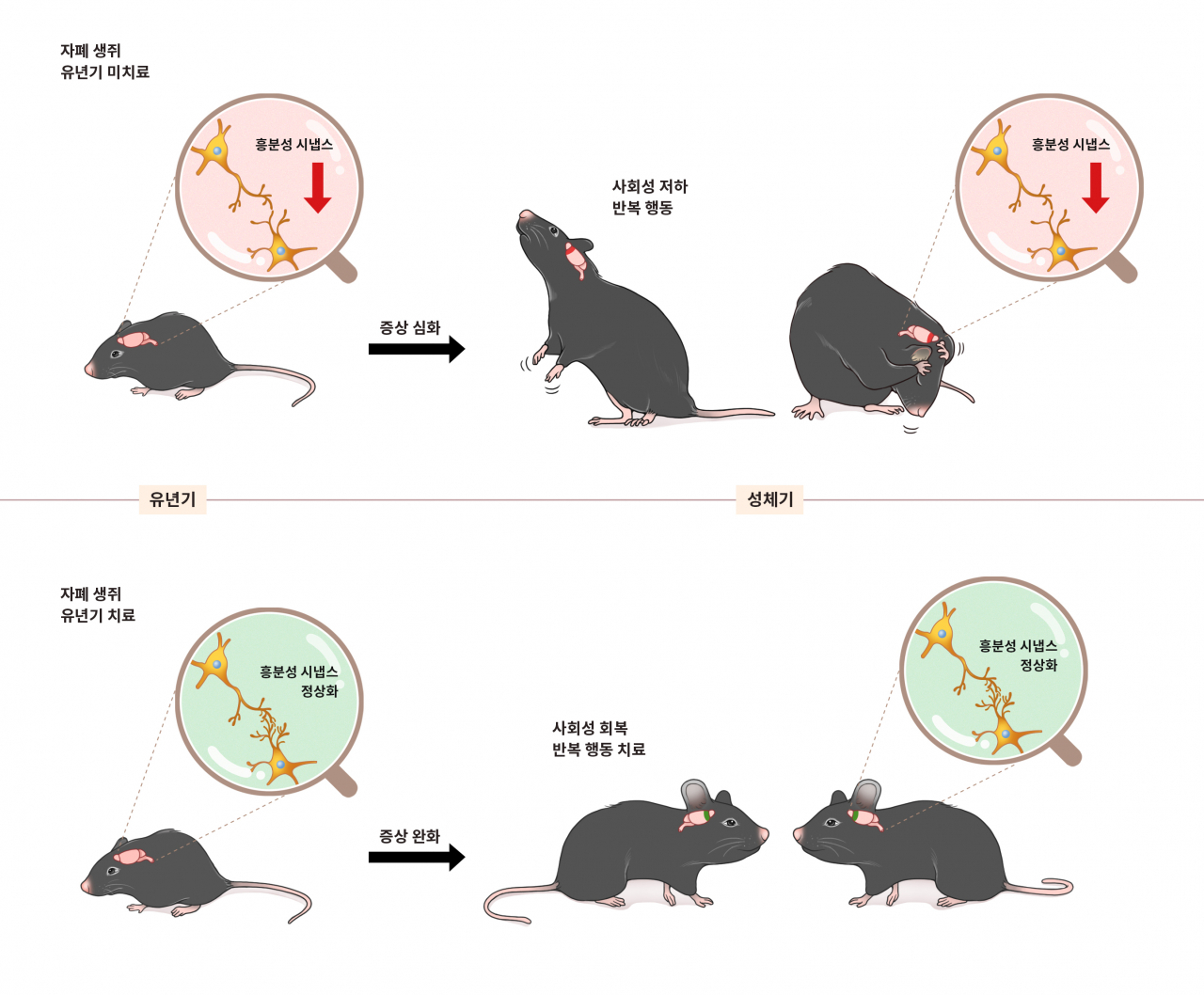 유년기 치료여부에 따른 성체기의 자폐 증상 발현. 흥분성 시냅스의 수와 기능에 이상이 생기면 자폐 증상이 유발된다. 연구진은 유년기에 집중적인 약물치료를 진행하면 사회성 저하와 반복행동 등 자폐의 대표적인 증상이 성체기까지도 완화됨을 동물실험을 통해 확인했다.[IBS 제공]