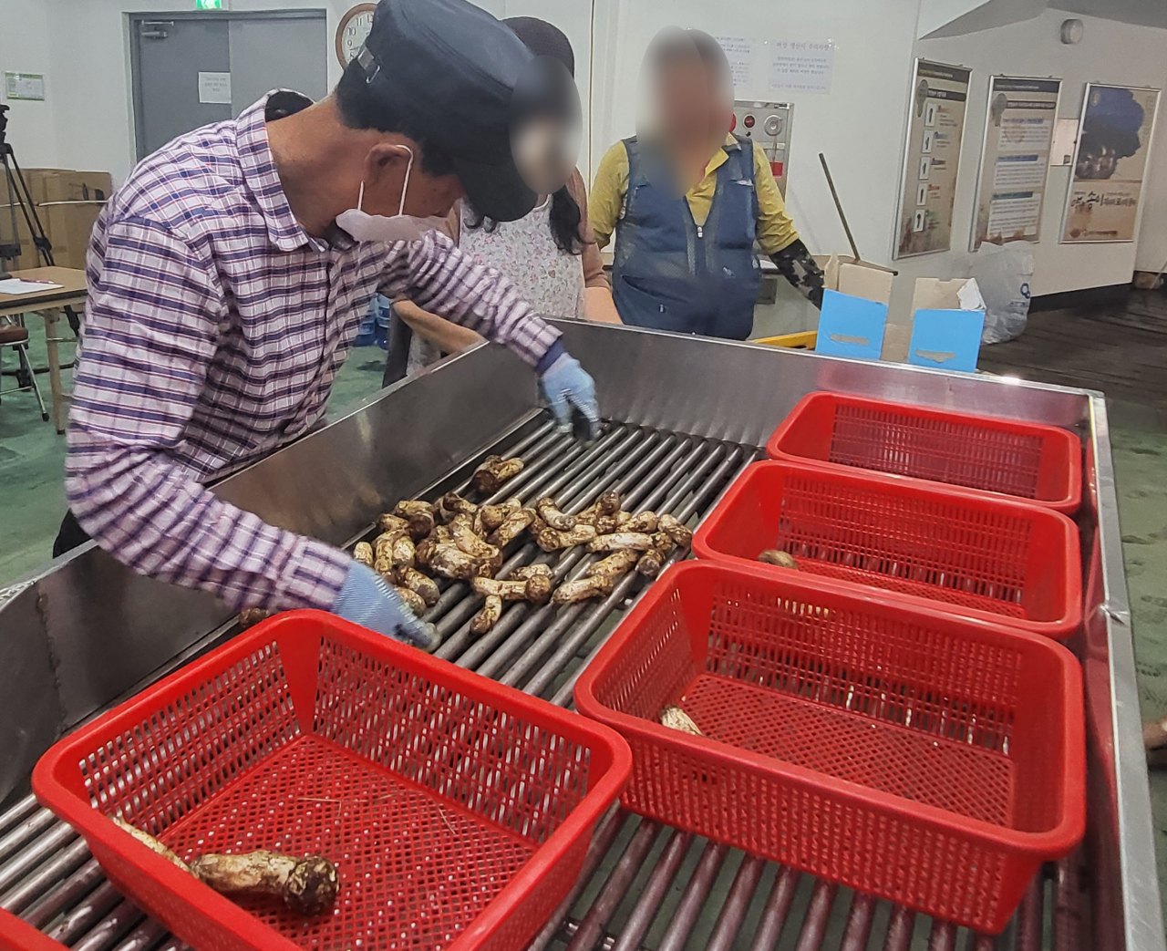 올가을 자연산 양양송이 공판이 시작된 7일 양양속초산림조합 송이 공판장에서 조합직원이 주민들이 채취해온 송이를 선별하고 있다. [양양군 제공]