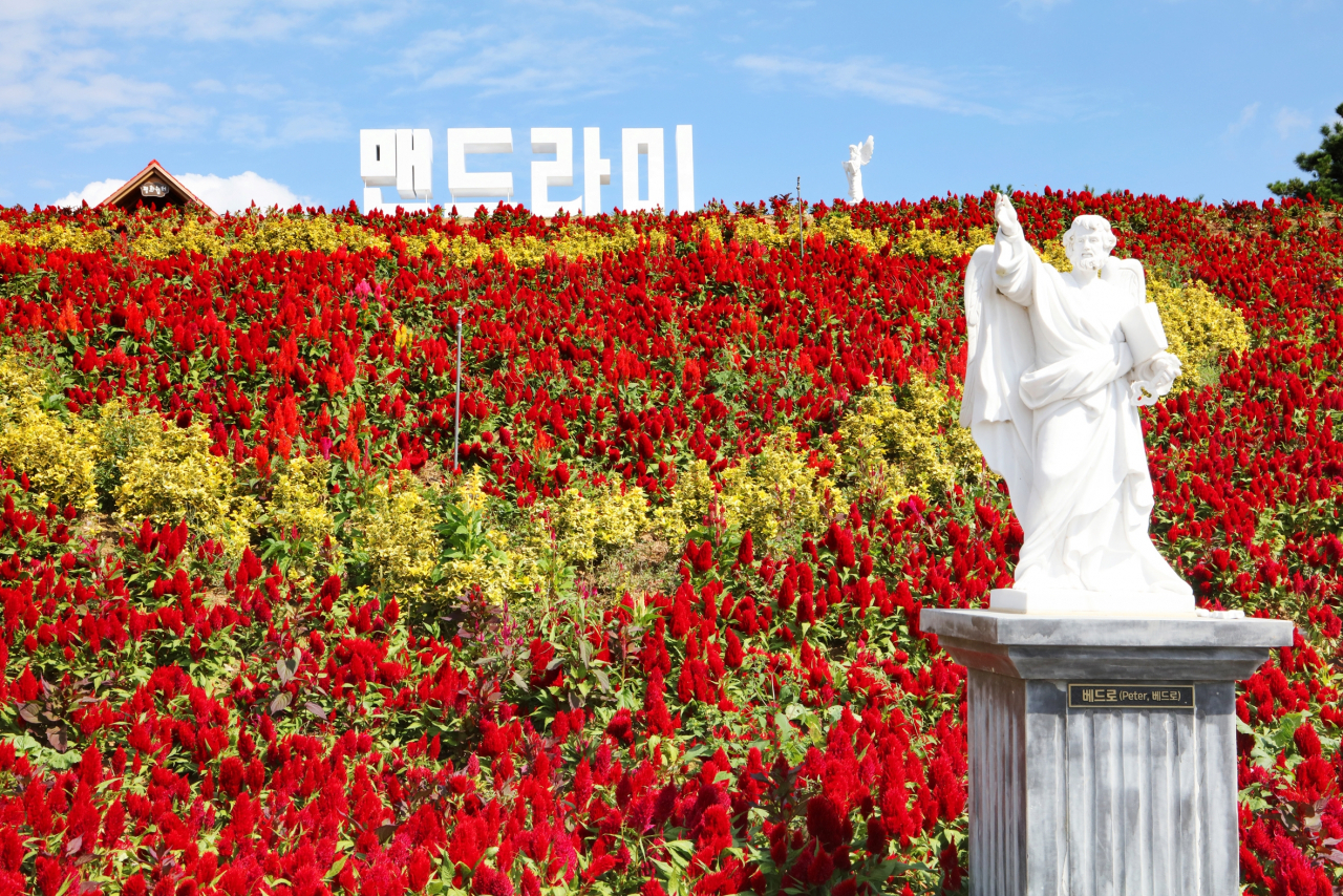 병풍리 북쪽 본섬 병풍도의 맨드라미 꽃동산에선 10월1일부터 축제가 열린다.