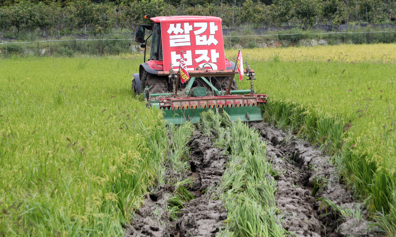 지난 15일 경남 함안군 가야읍 묘사리 한 논에서 농민이 농기계를 이용해 수확을 1개월여 앞둔 볏논을 갈아엎는 모습. [연합]