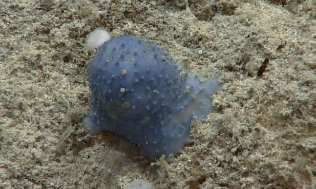 미확인 해양 생물 '블루 구'. [미국 국립해양대기국(NOAA]